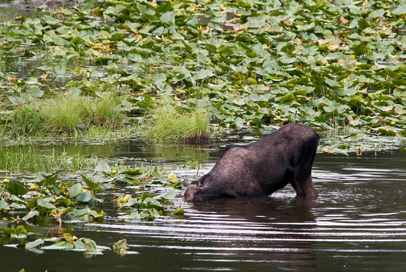 Another Day, Another Moose!