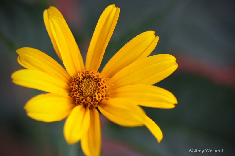 Heliopsis