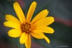 Heliopsis