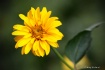 Double Heliopsis