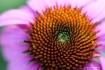 Purple Cone Flowe...