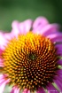 Cone Flower2
