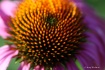 Cone Flower Macro