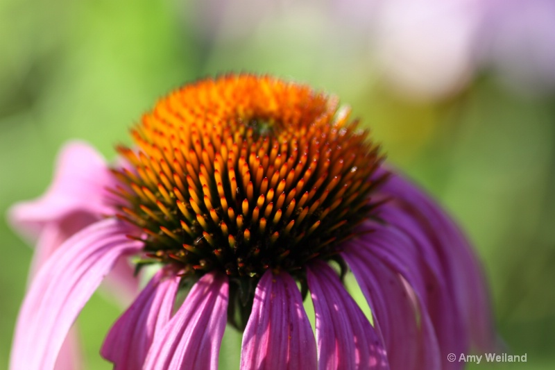 Cone Flower