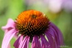 Cone Flower