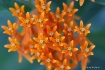 Butterfly Plant