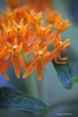 Butterfly Plant M...