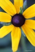 Black Eyed Susan