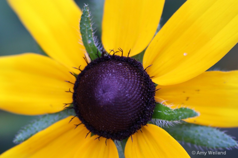 Black Eyed Susan