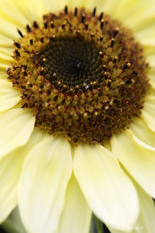 Faded Sunflower