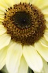 Faded Sunflower
