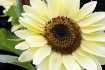 Rogue Sunflower