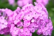 Phlox
