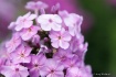 Phlox