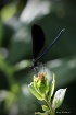 Dragon Fly