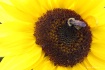 Bumble Bee