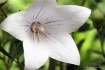 Balloon Flower