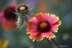 Blanket Flowers