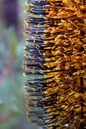 Banksia Spinulosa