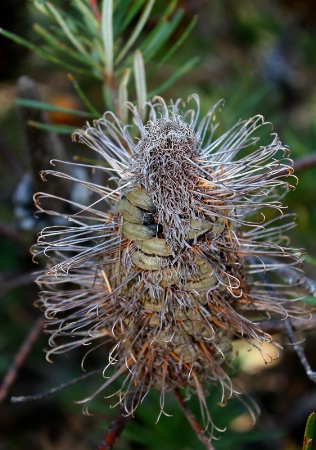 The seed head