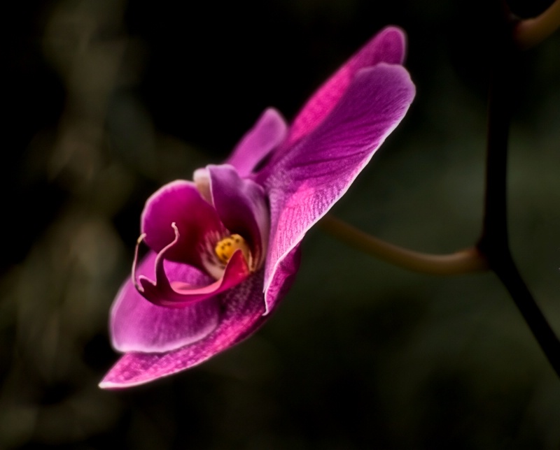 Orchid Edge