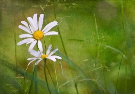 Wildflowers