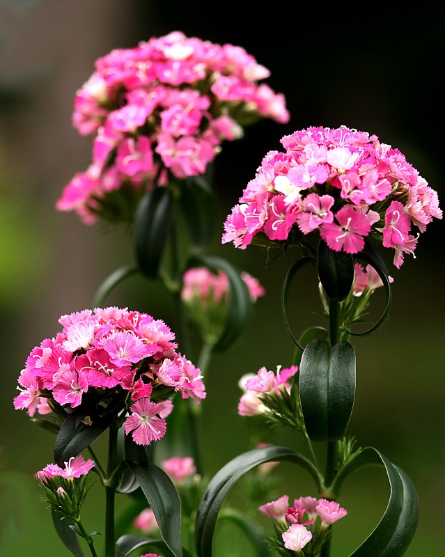 plethora of pink