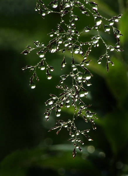 Nature's Chandelier