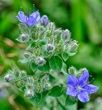 Little blue wildflower