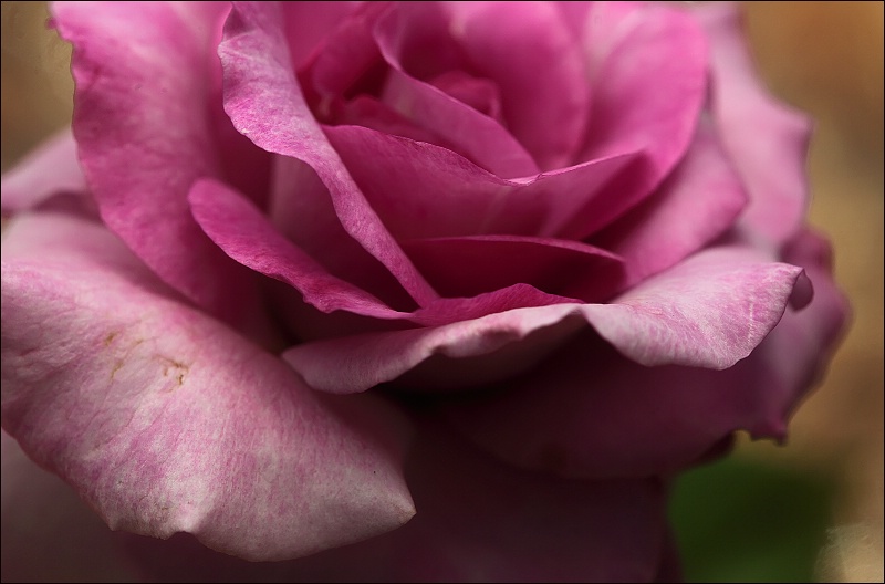 Translucent Filtered Rose
