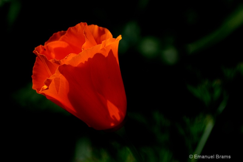 Backlit California Poppy