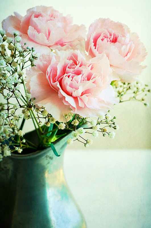 Pink Carnations  