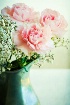 Pink Carnations  