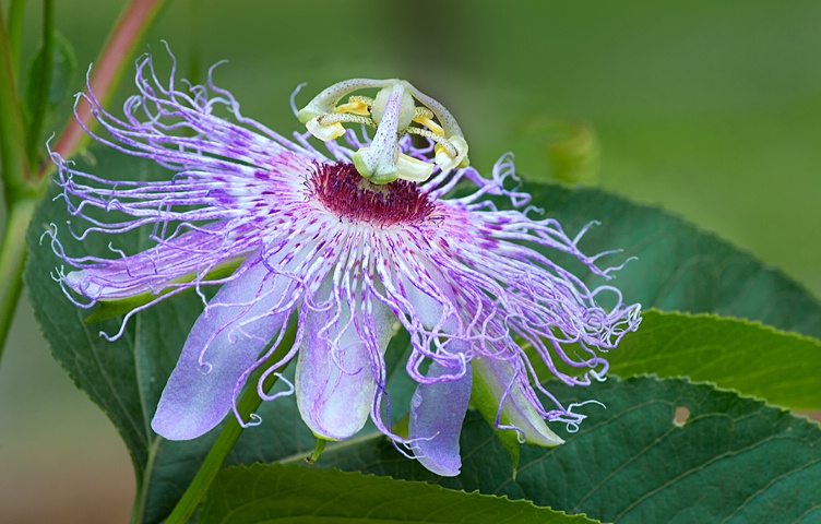 Passion Flower - ID: 8727575 © Donald R. Curry
