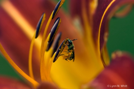 covered in pollen