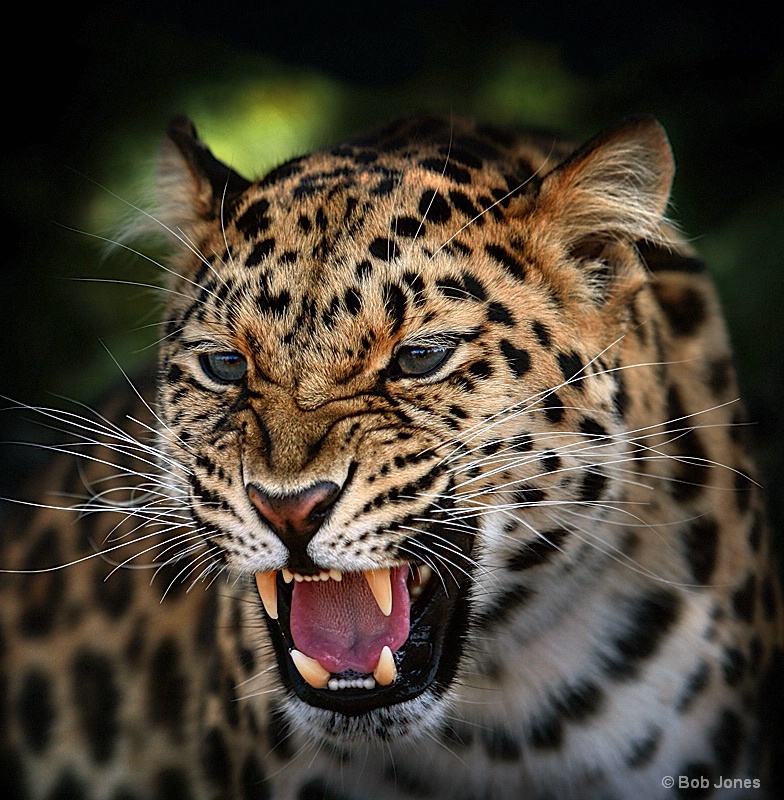 Young Amur Leopard(Panthera pardus orientalis
