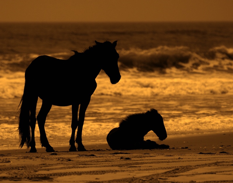 Wild Ponies of Outer banks, NC
