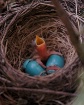 1.5 baby robins