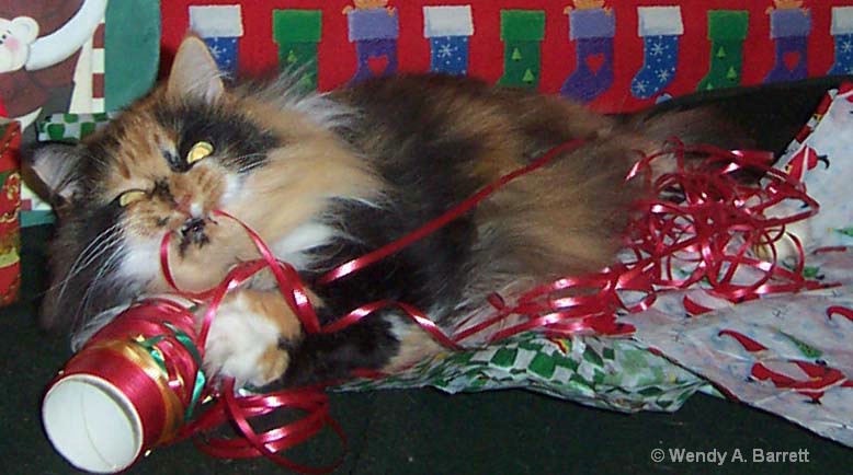 shizzy playing with ribbon