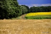 Bulgarian fields