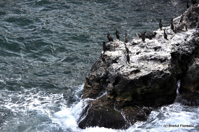 The Cormorants colony in Tyulenovo