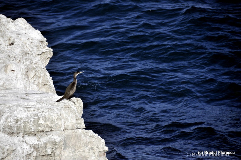 Lonely Cormorant