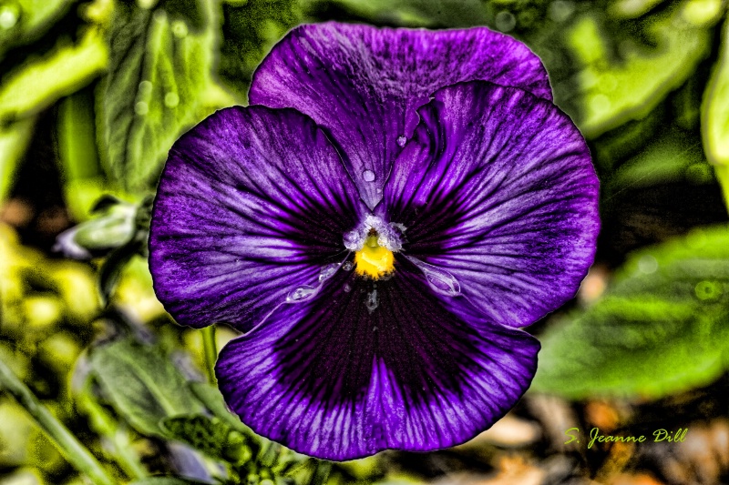 Purple Pansy Two