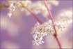Fragile beauty..