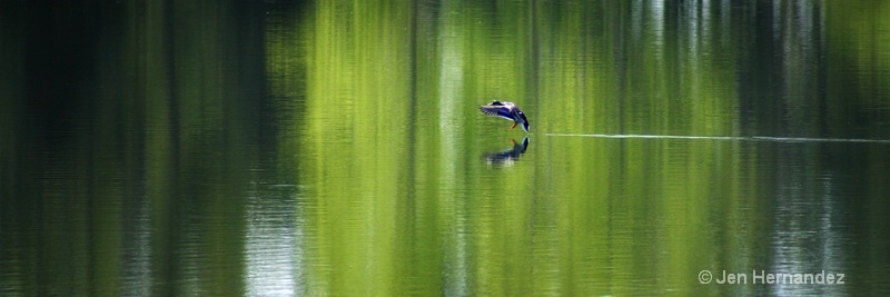 Duck Tail Landing