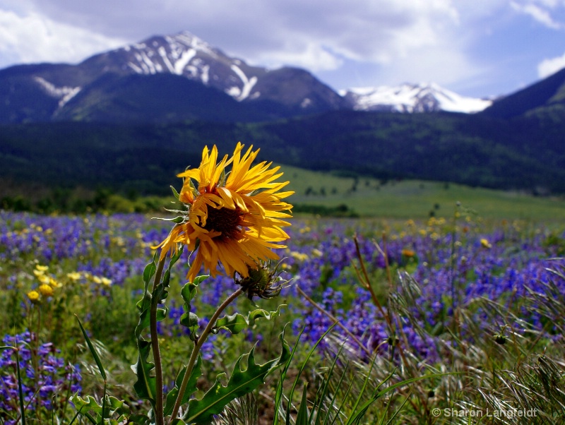 Welcome to langfeldtphotography.com