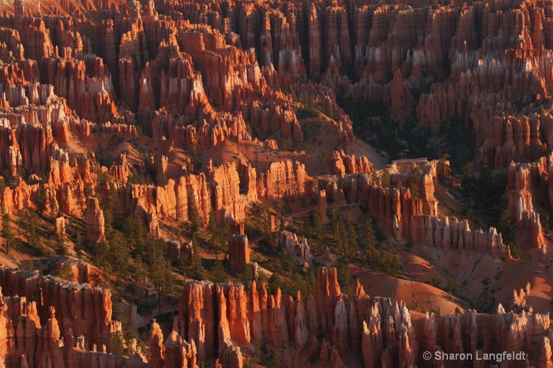 Bryce Canyon Color - ID: 8737709 © Sharon L. Langfeldt
