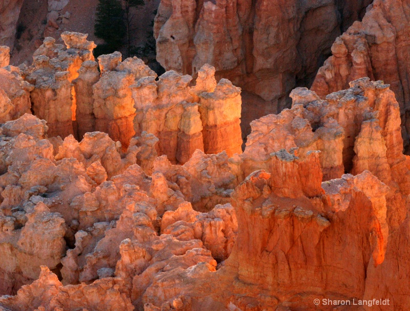 Bryce, backlit - ID: 8737713 © Sharon L. Langfeldt
