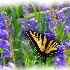 © John M. Hassler PhotoID # 8738260: Abiquiu Swallowtail in Purple flowers
