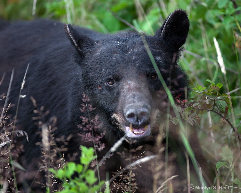 Up Close - ID: 8739408 © Marilyn S. Neel